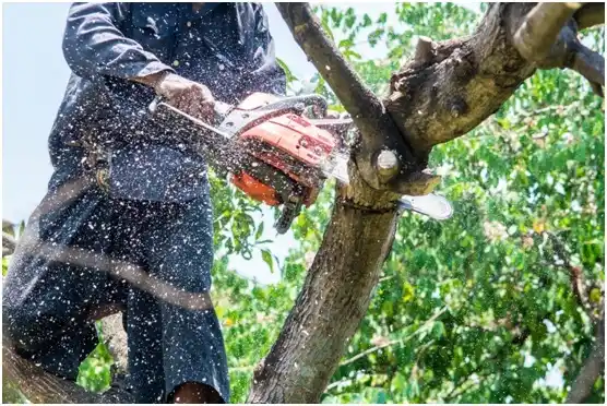 tree services Sewickley Heights